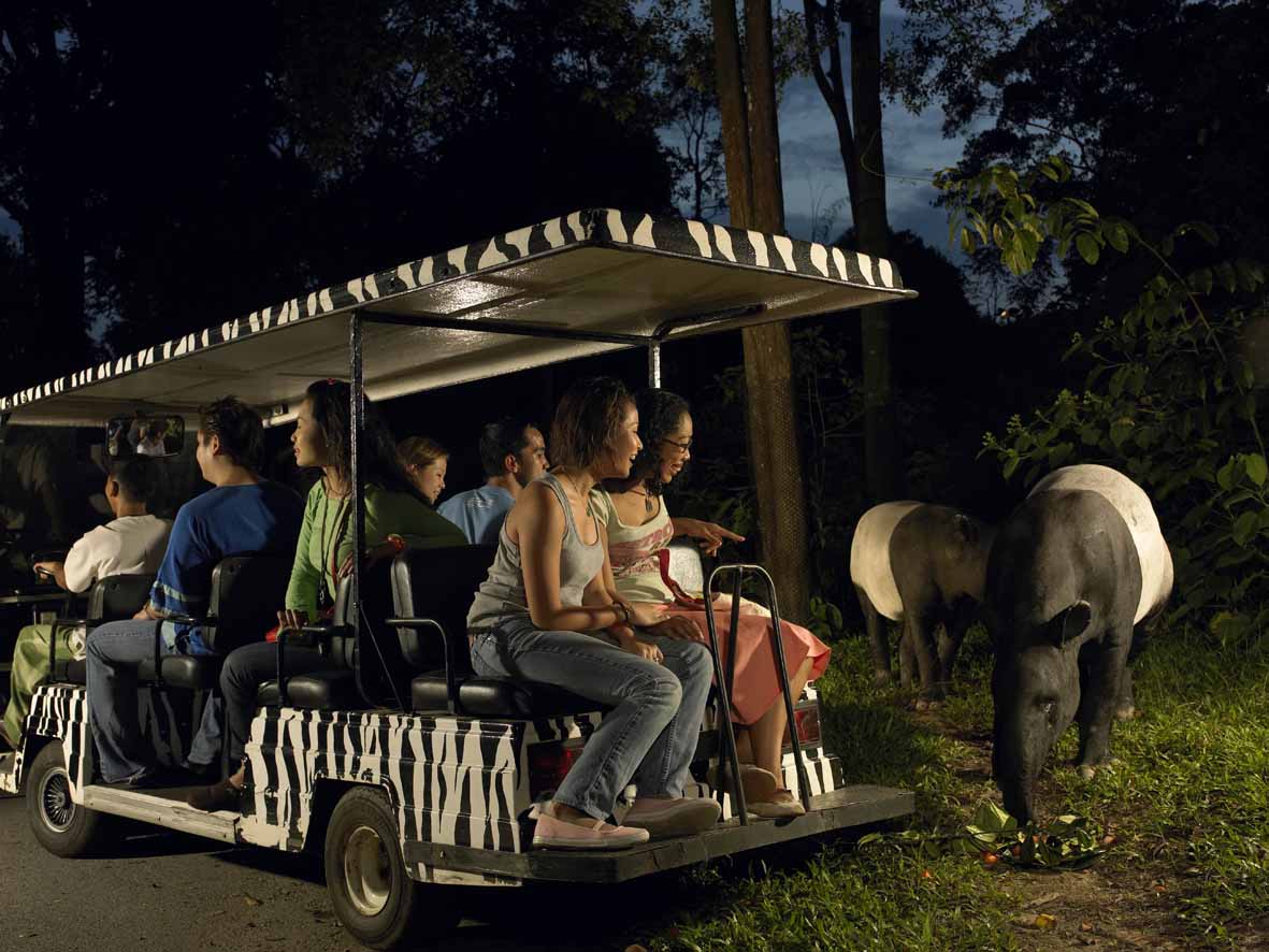 Picture of people looking at tapirs as their tram passes by during the Night Safari